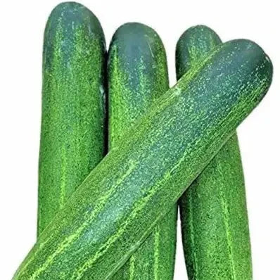 Cucumber